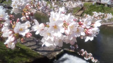 210324桜.jpg
